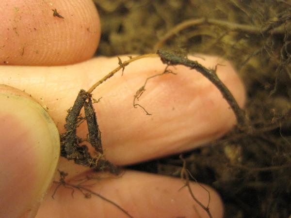 Fingers holding root with exterior pulled from central core of vascular tissue
